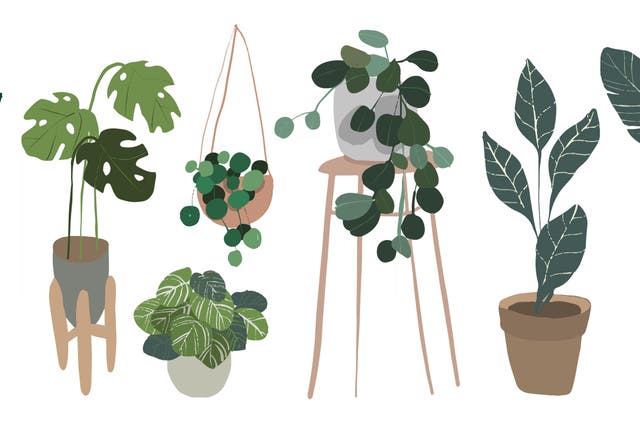 Set of indoor plants in pots. Illustration