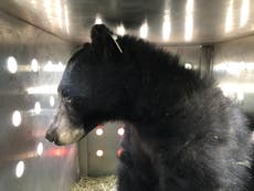 Black bear released into the wild after recovering from Colorado wildfire injuries