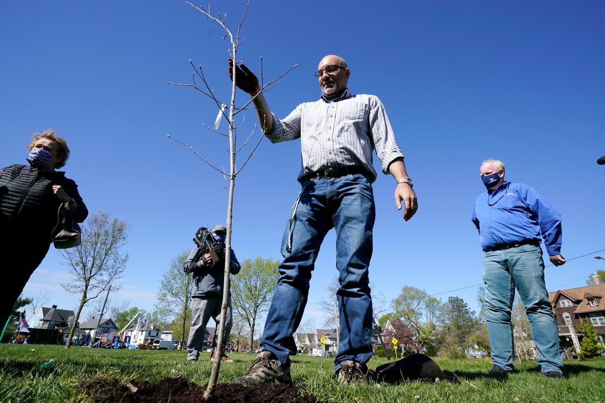 Cedar Rapids tries to turn city of stumps into tree oasis
