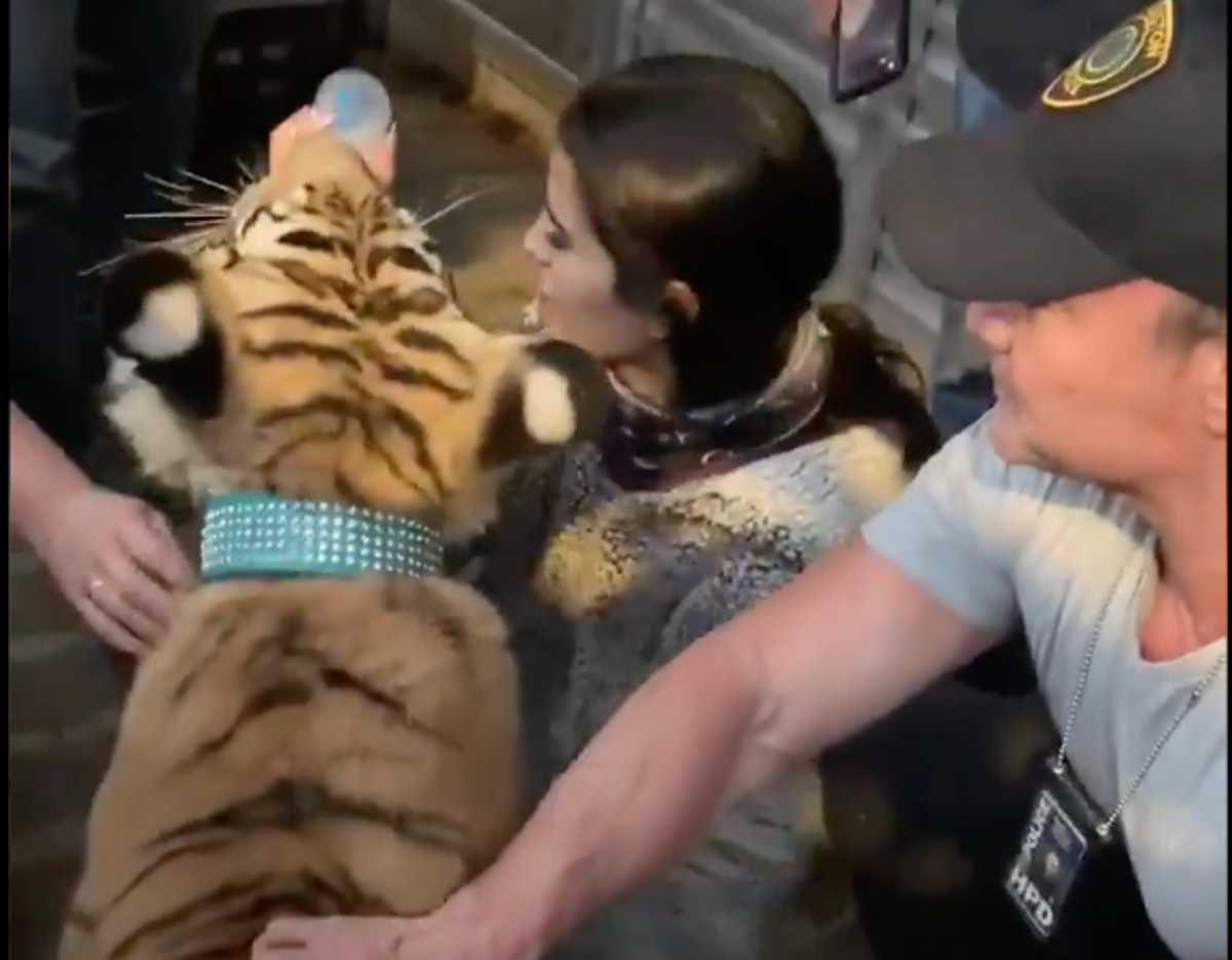 Missing tiger in Houston is turned into police
