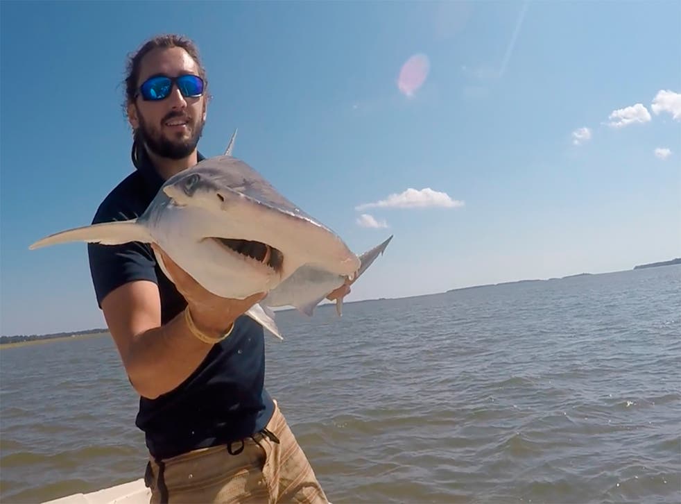 TIBURONES CON GPS