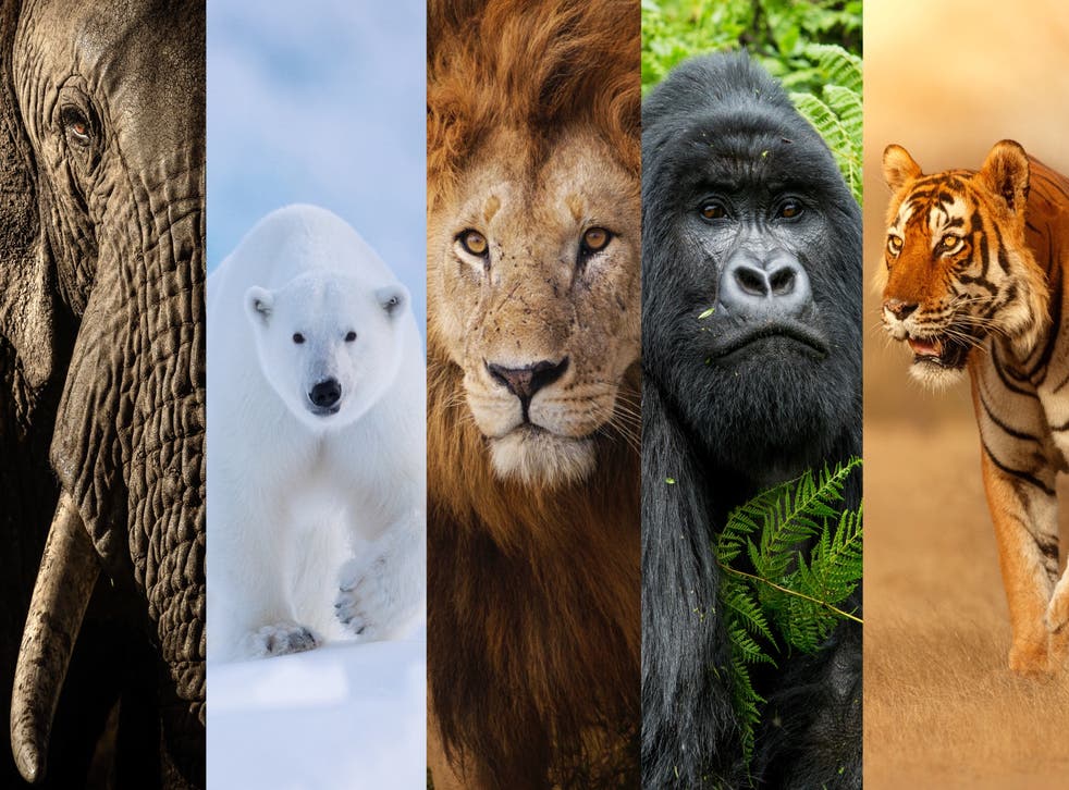 New ‘Big Five’ animals of wildlife photography revealed after global