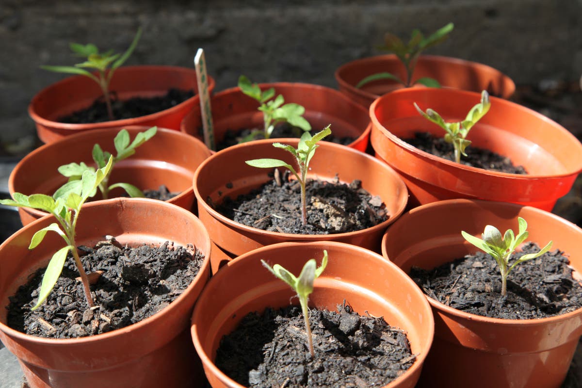 When is it safe to plant out tender veg?