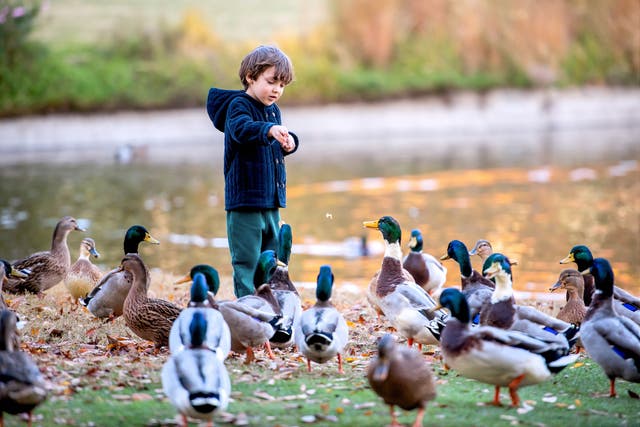 <p>Throughout history humans have fed animals of every imaginable stripe</p>