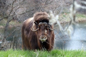 Pearl the musk ox explores her habitat at the Zoo in early spring 2021.