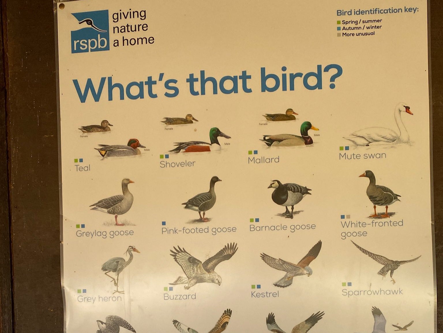 A photo of an RSPB bird-identifier poster that shows small inset photos of female birds alongside larger photos of their male counterparts