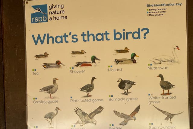 A photo of an RSPB bird-identifier poster that shows small inset photos of female birds alongside larger photos of their male counterparts