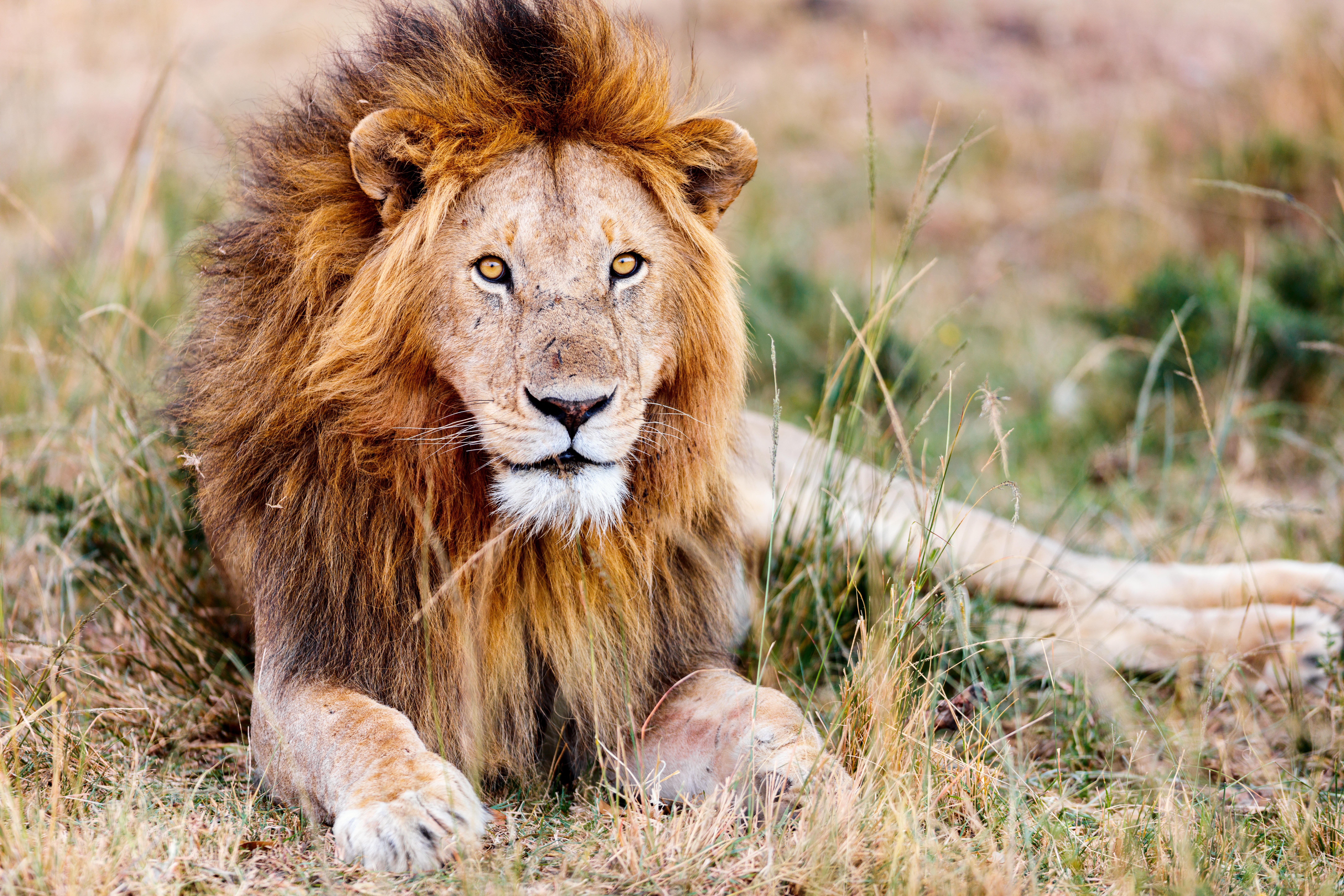 Male lion lying in grass in savanna in Africa