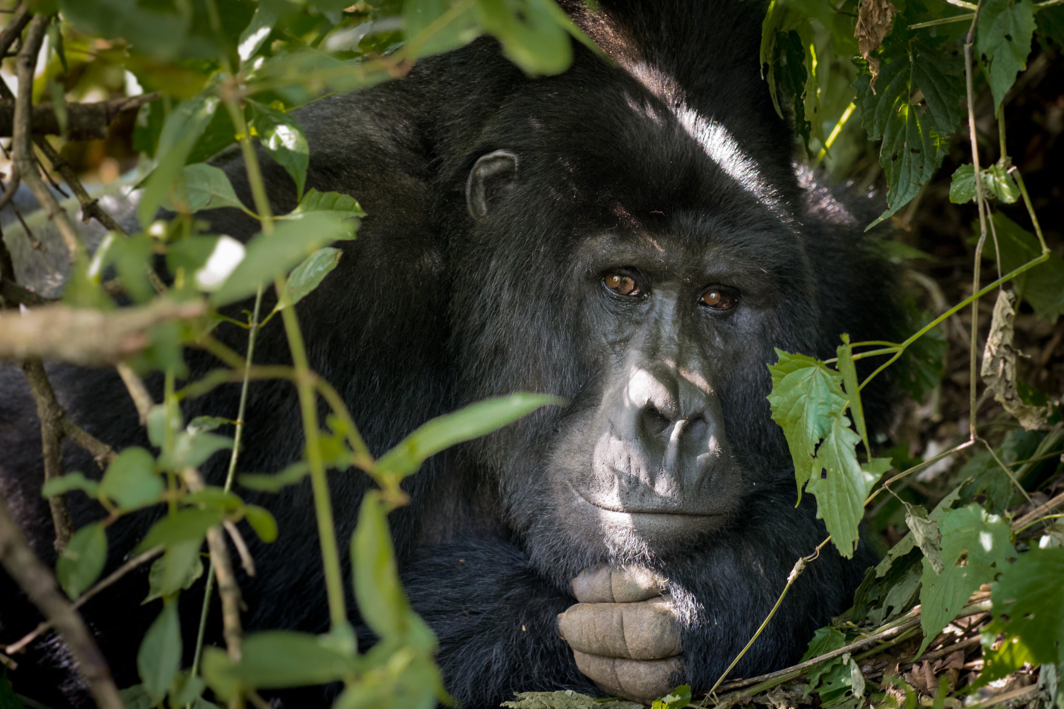 Sivlerback gorilla is relaxing in the bush of the jungle in the rainforest of the mountains in Uganda Africa.