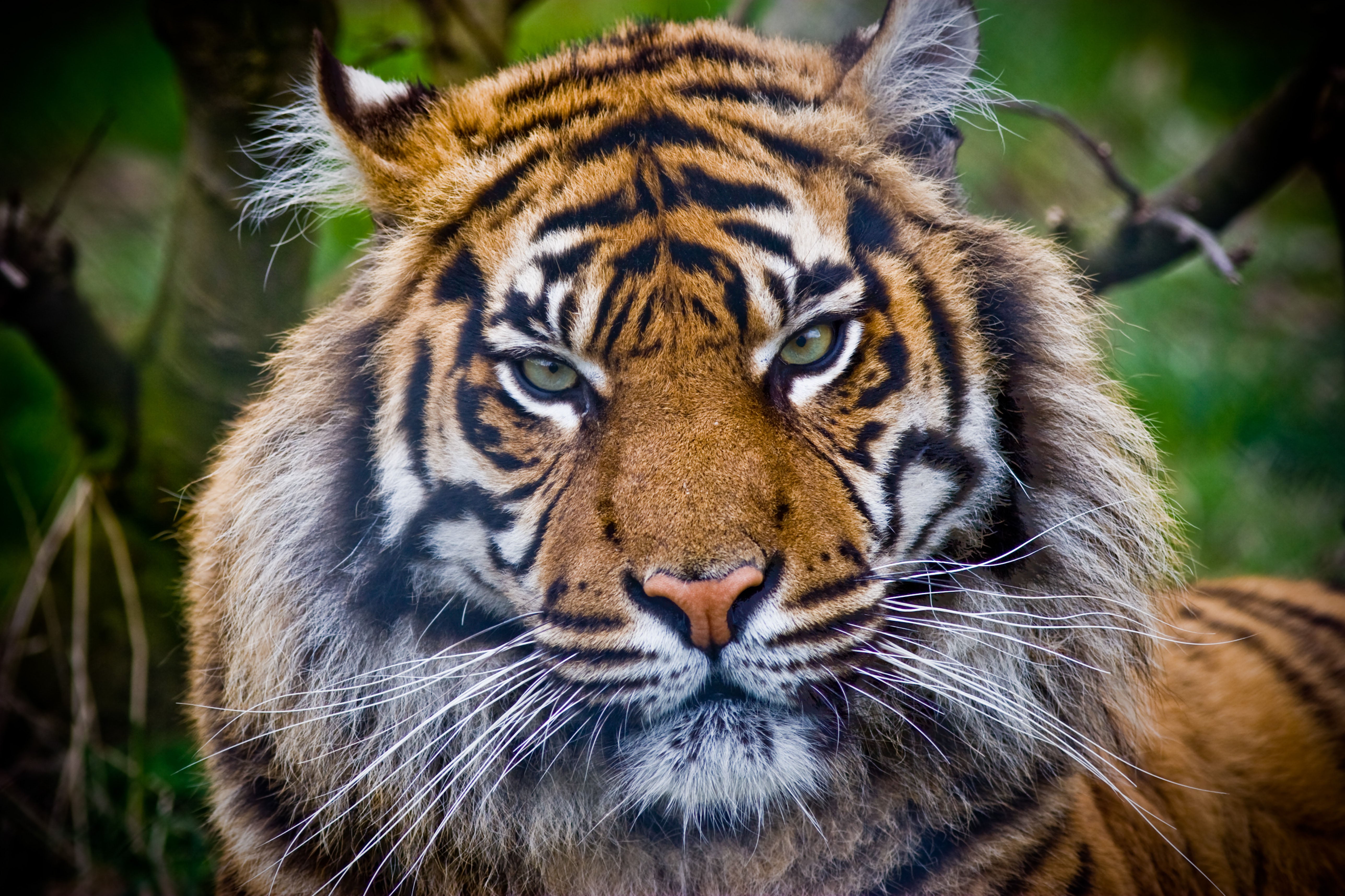 Sumatran tigers are severely threatened by poachers and deforestation of their habitat