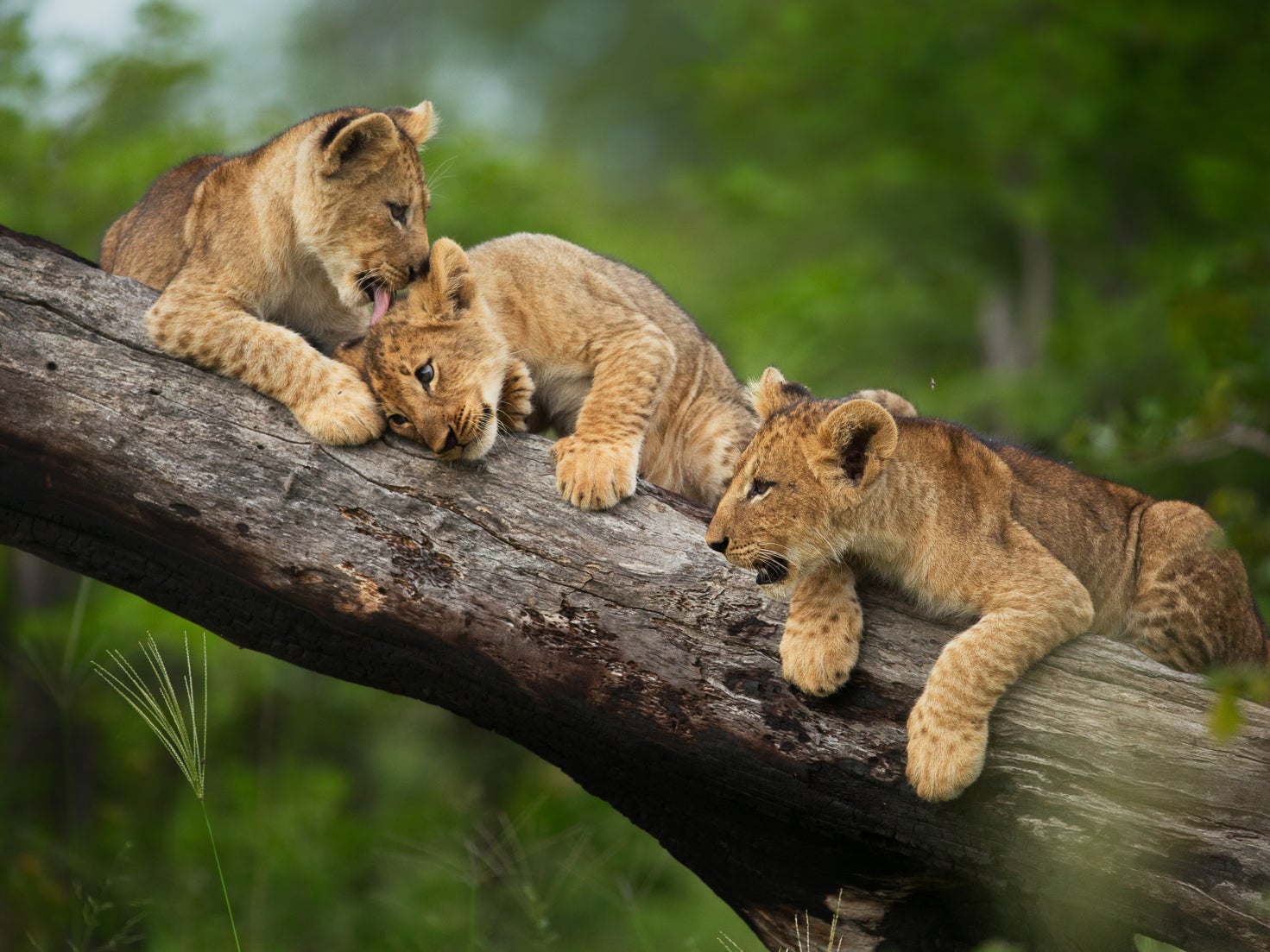 Lion cubs playing in a tree