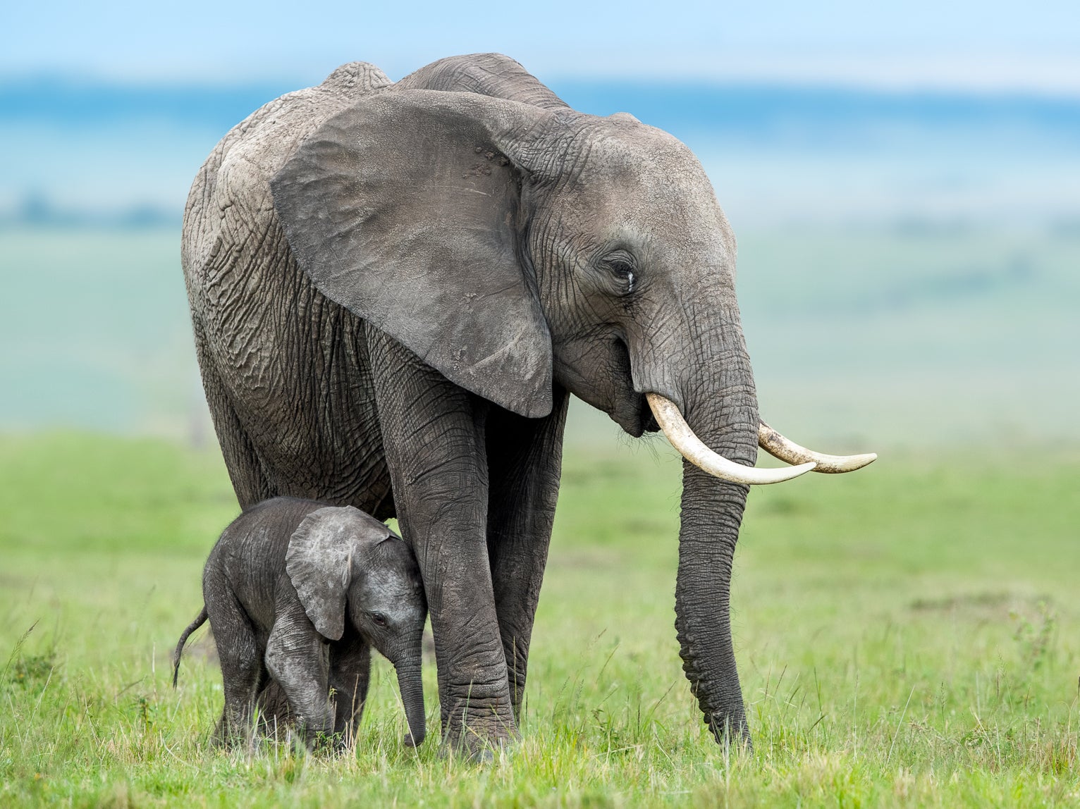 An African elephant and her calf in Masai Mara, Kenya