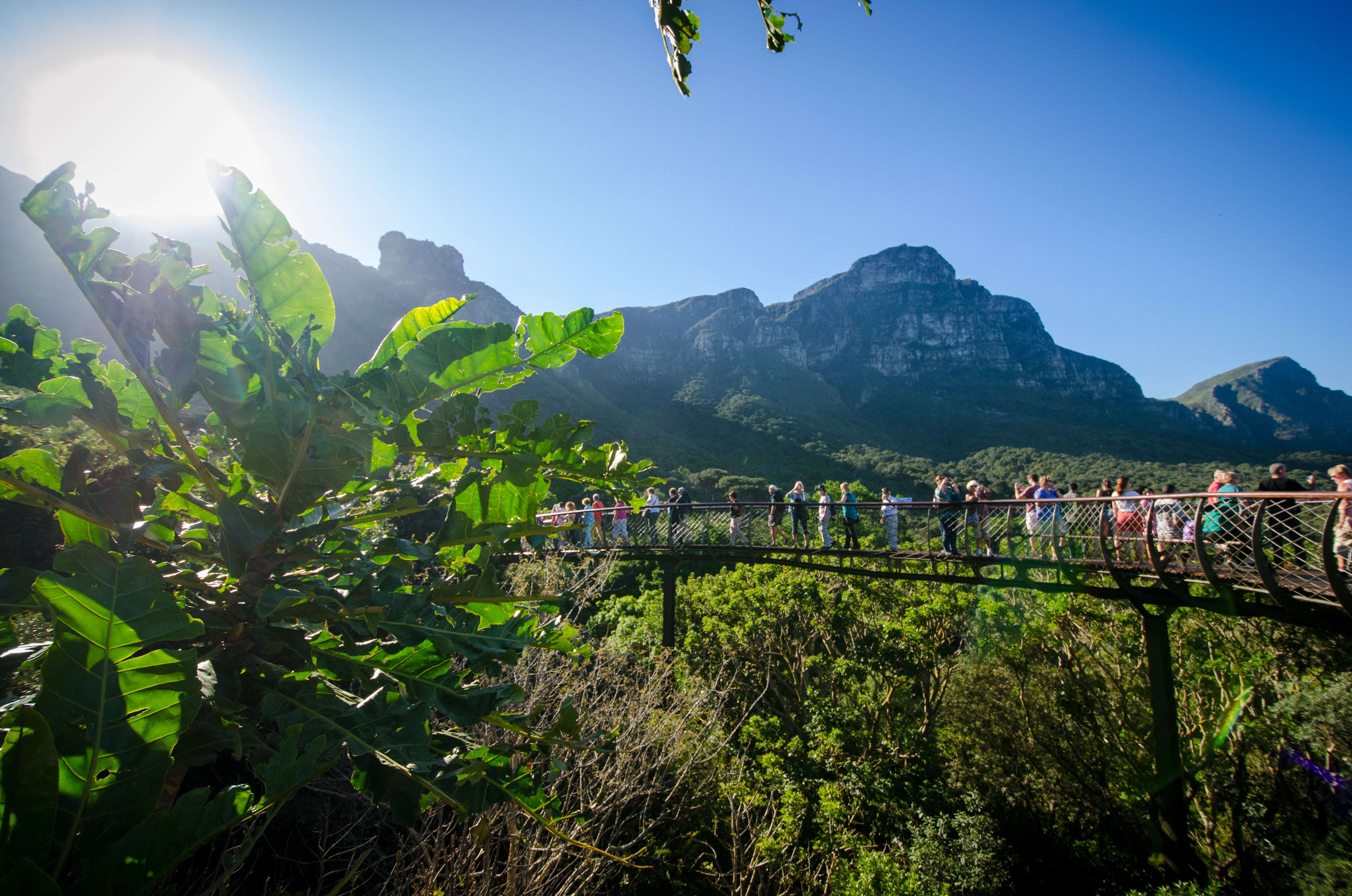 Kirstenbosch