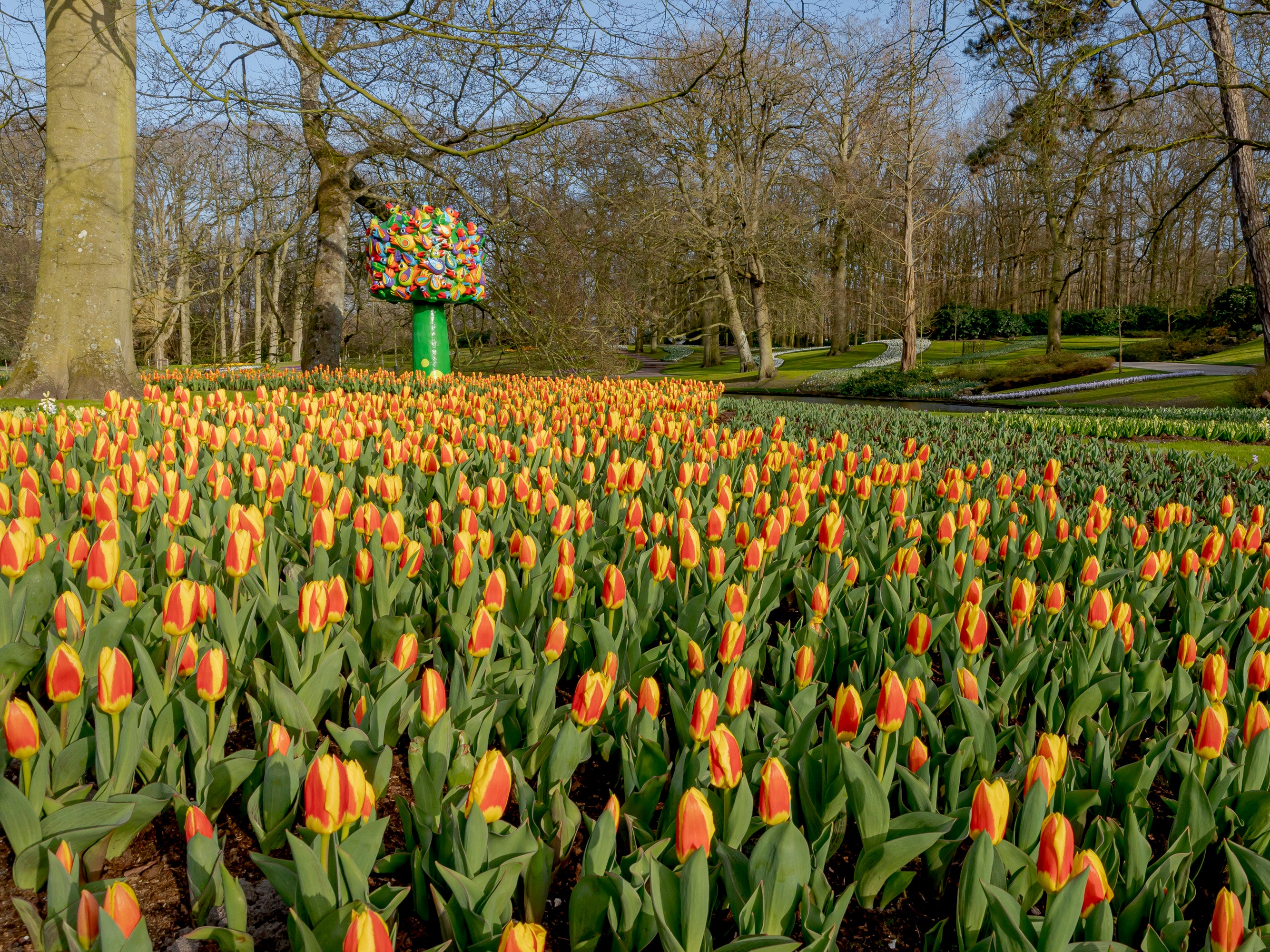 Tulips at Keukenhof