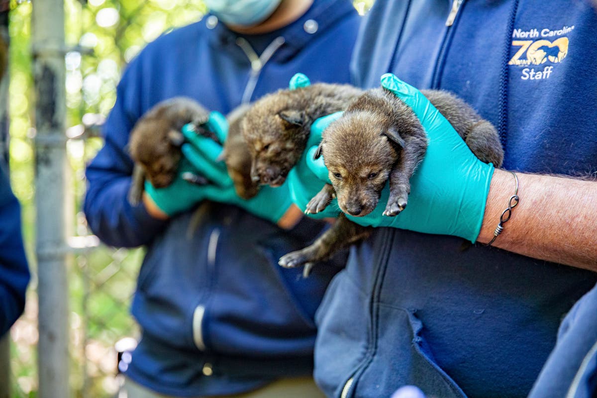 Endangered red wolves born at North Carolina Zoo, doing well