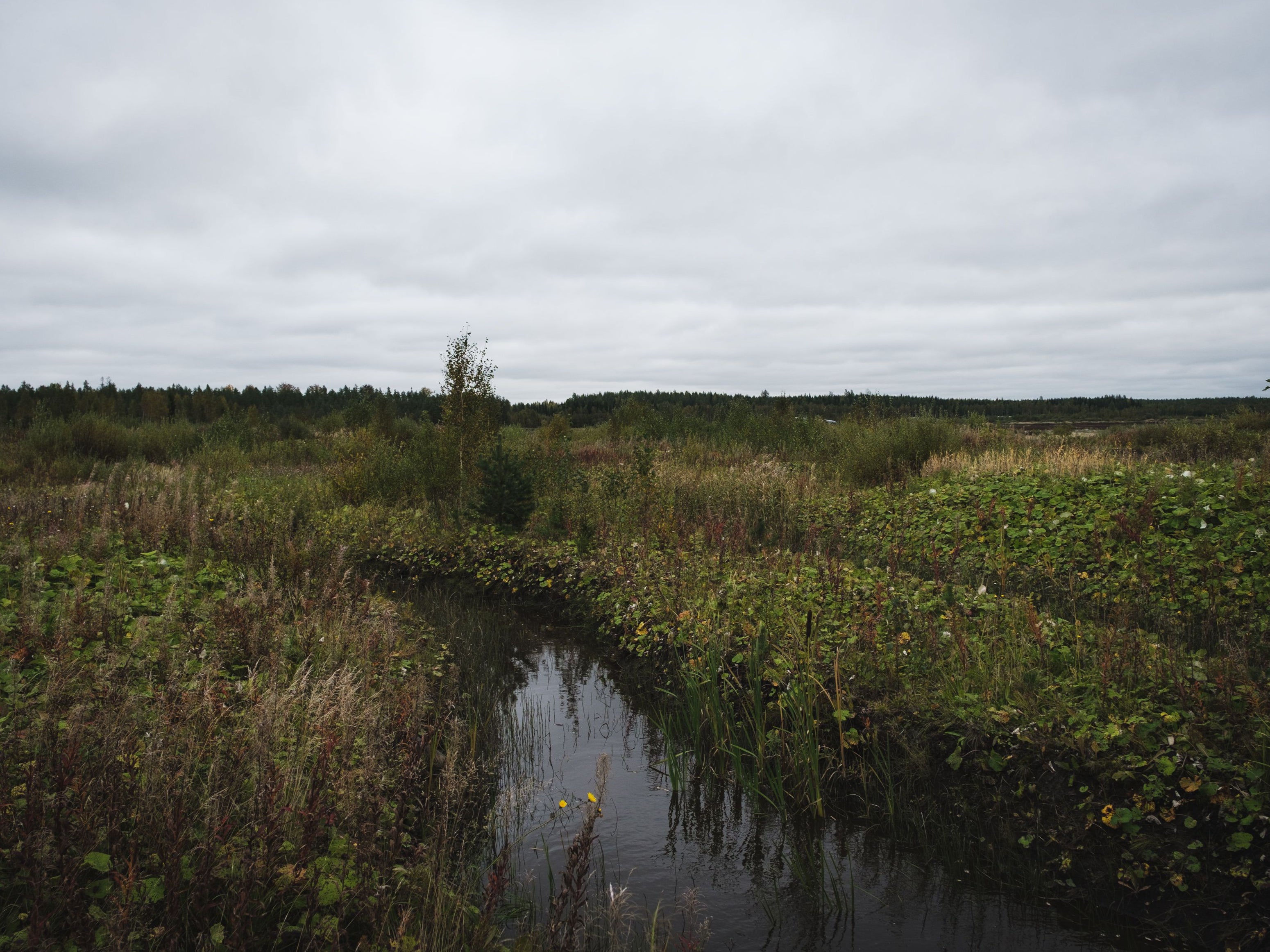 Peatlands store a third of the world's soil carbon
