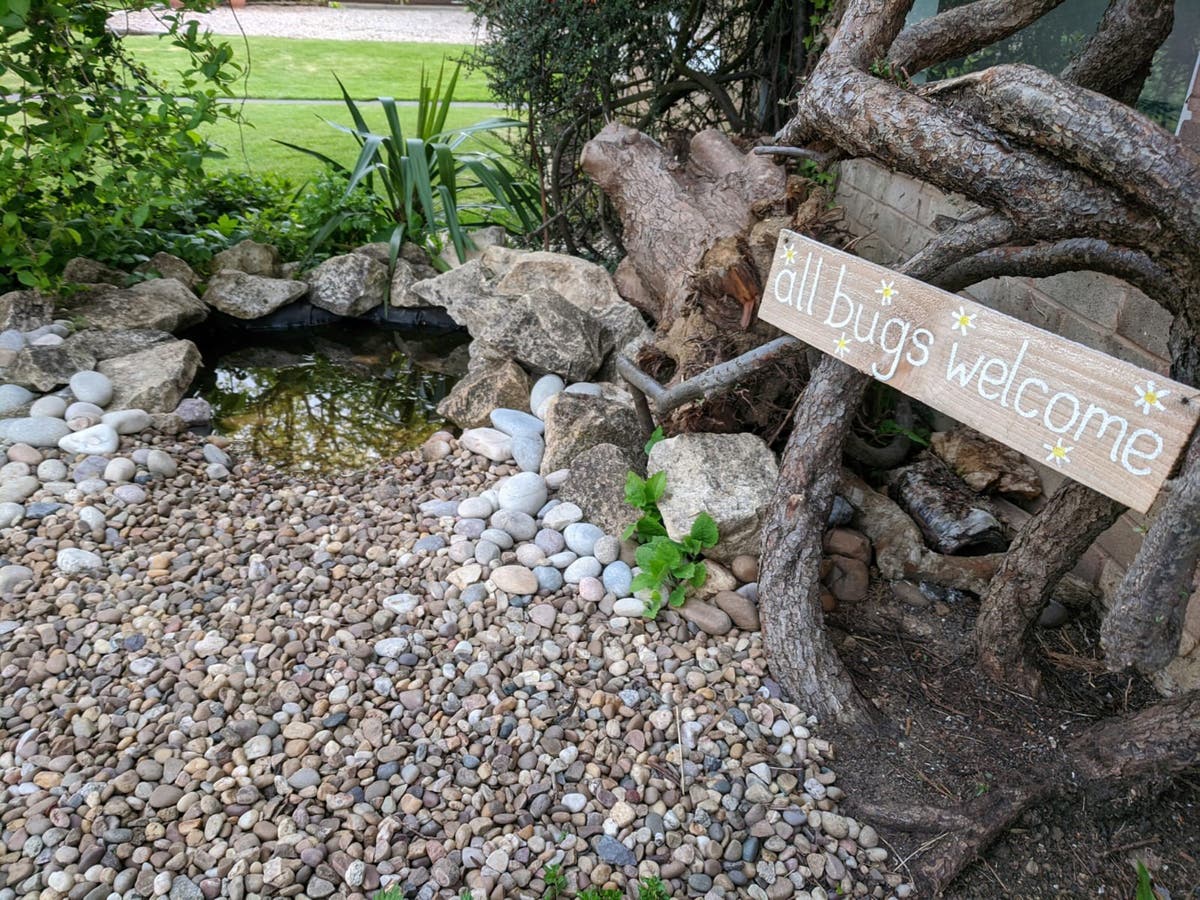 How to build your own wildlife-friendly mini pond