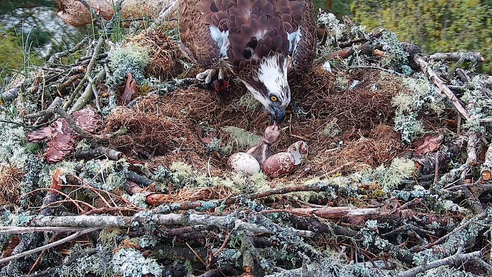 First osprey chick of season hatches at wildlife reserve indy100