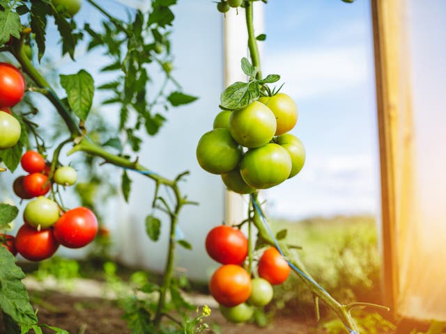 Genes found in tomato roots dictate how the plant will respond to drought conditions, scientists have found