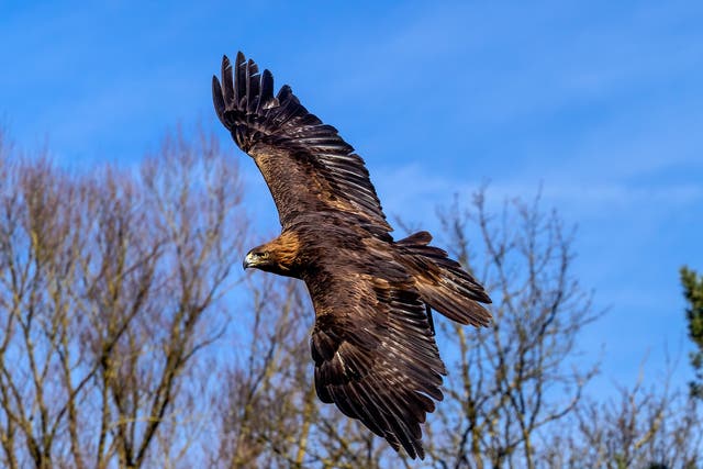 Golden eagles were wiped out in England by the mid 19th century due to widespread persecution 