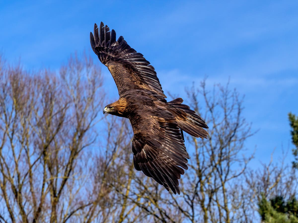 Golden eagles and wildcats could be reintroduced to England under government plans