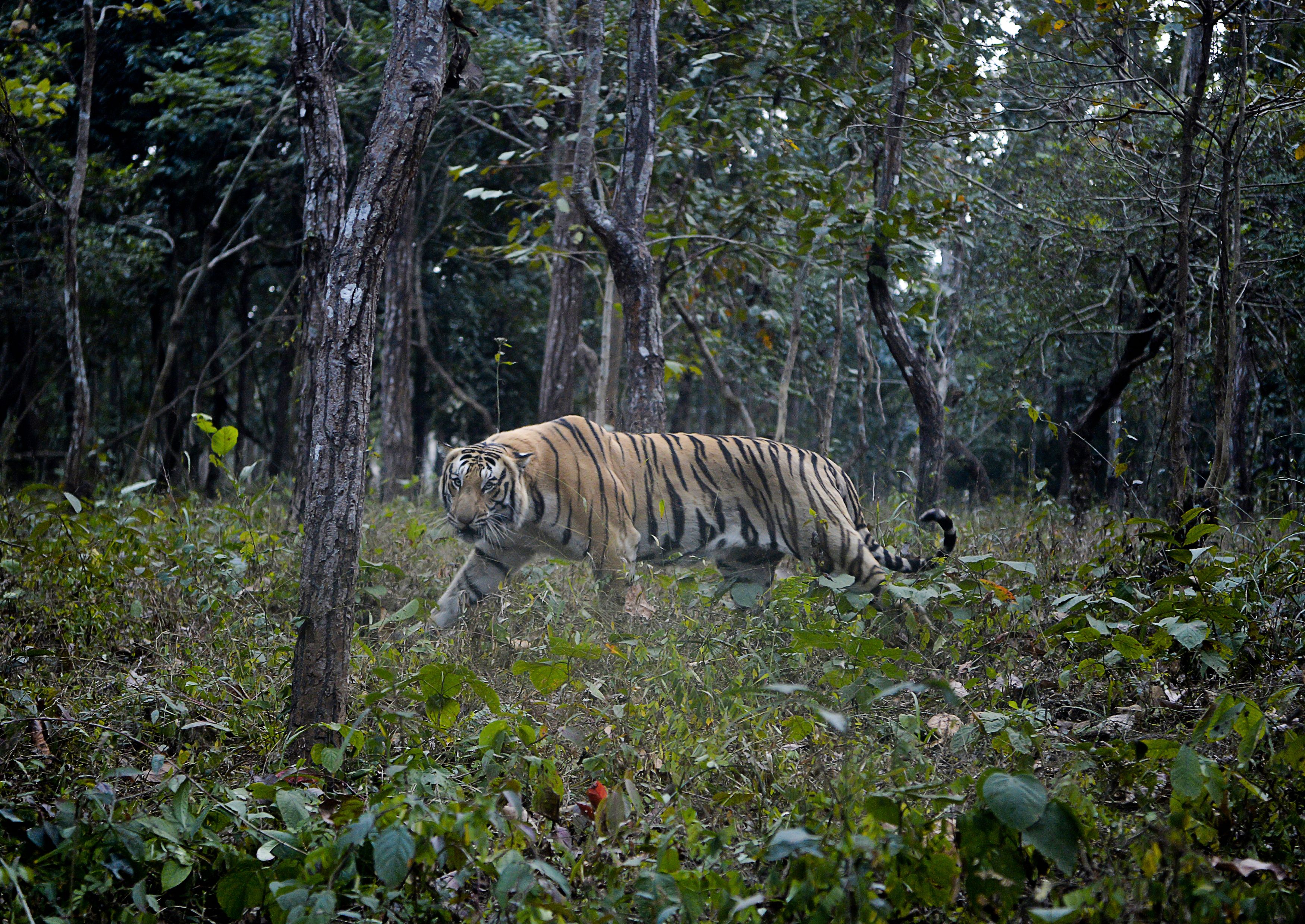 File: An eight-year-old Bengal tiger lodged in Arunachal zoo attacks zoo worker after gates remain open