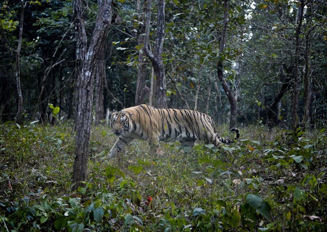 <p>File: An eight-year-old Bengal tiger lodged in Arunachal zoo attacks zoo worker after gates remain open</p>
