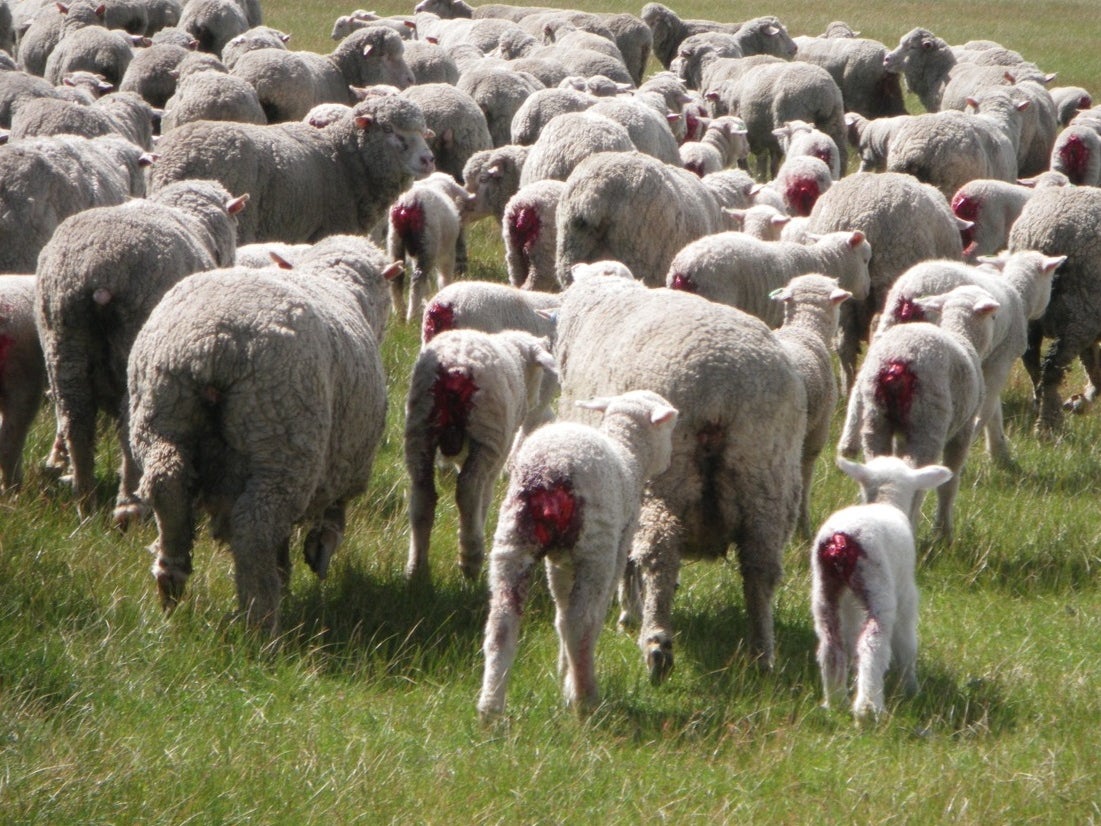 Millions of Australian lambs are subjected to mulesing without pain relief