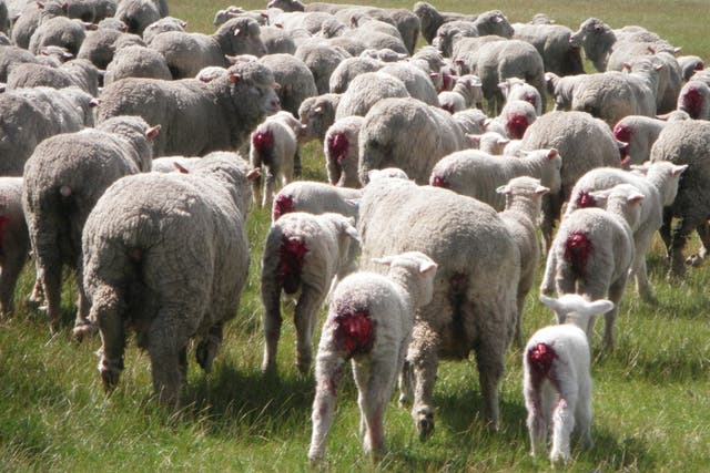 Millions of Australian lambs are subjected to mulesing without pain relief