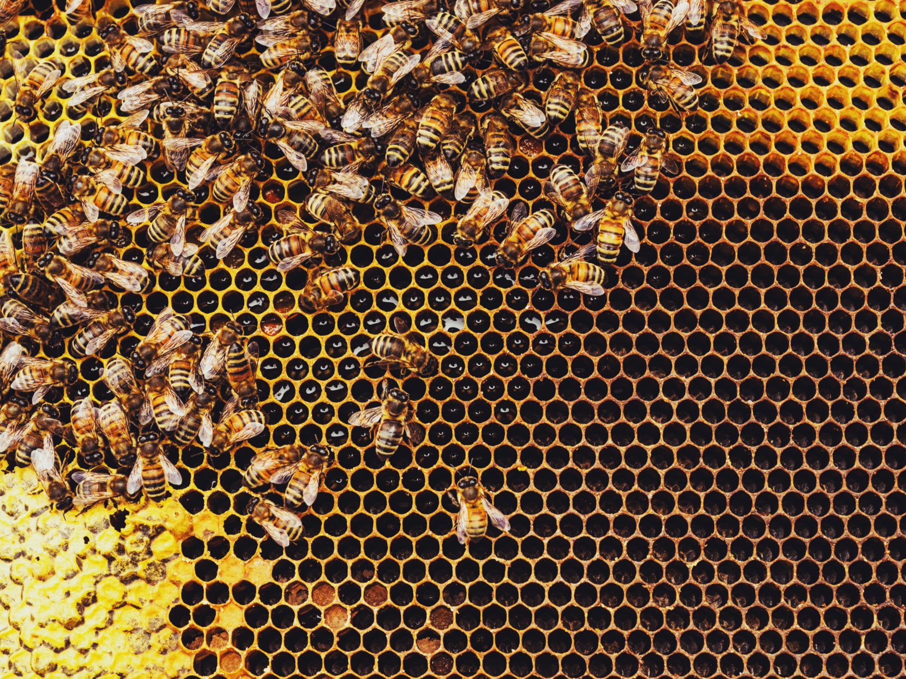 Honeybees’ pollination services are estimated to be in the region of $30bn a year