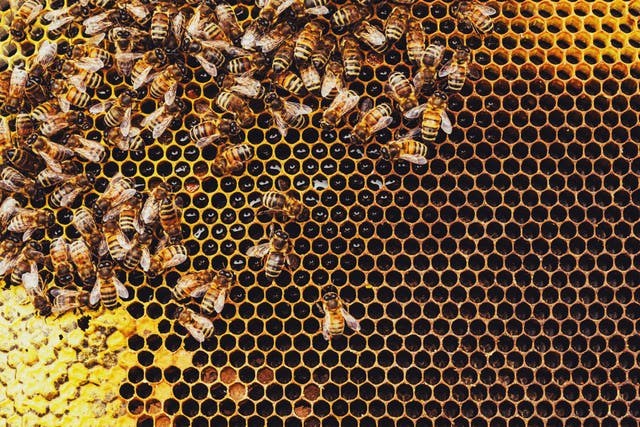 <p>Honeybees’ pollination services are estimated to be in the region of $30bn a year</p>