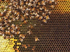 World Bee Day: What will happen if bees go extinct? 