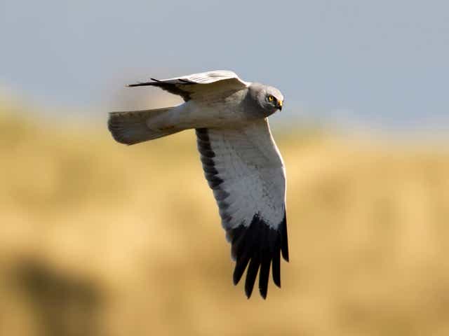 A male hen harrier in the Netherlands. At least 56 hen harriers have been illegally killed or have disappeared in the UK since 2018