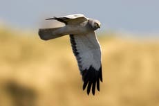 Hen harriers: Police investigation launched after two nesting birds disappear in Cumbria
