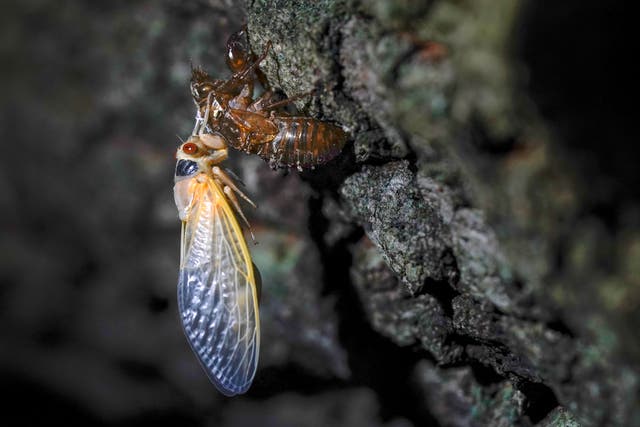 Food Eating Cicadas