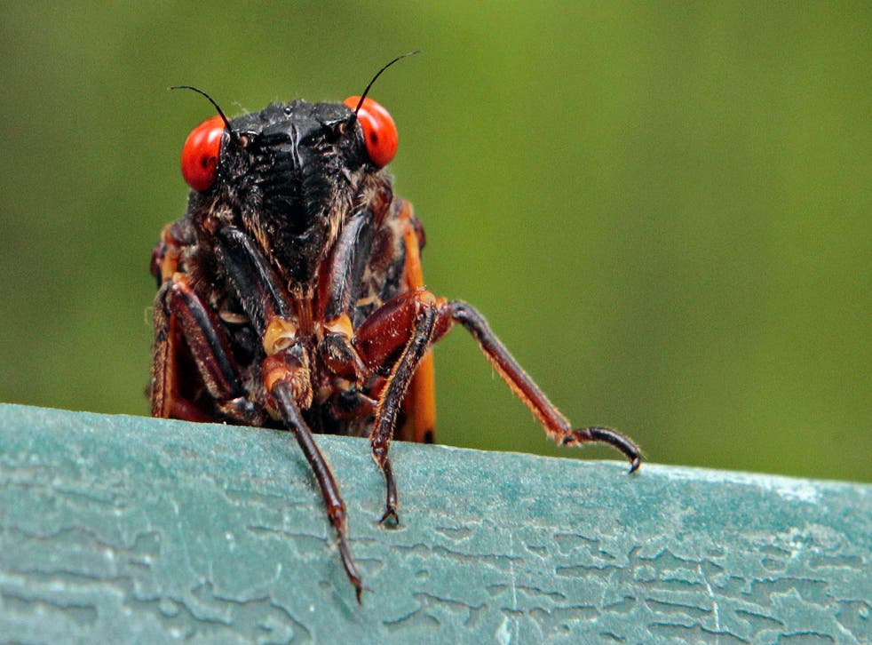EEUU-CIGARRAS