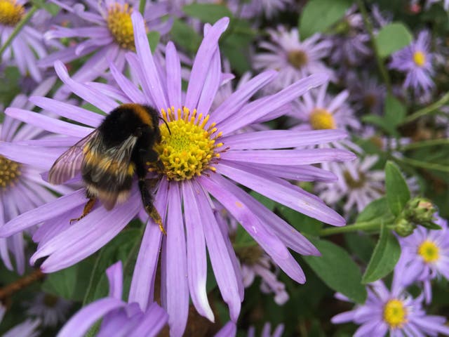 A bee on a pale purple aster flower (Alamy/PA)