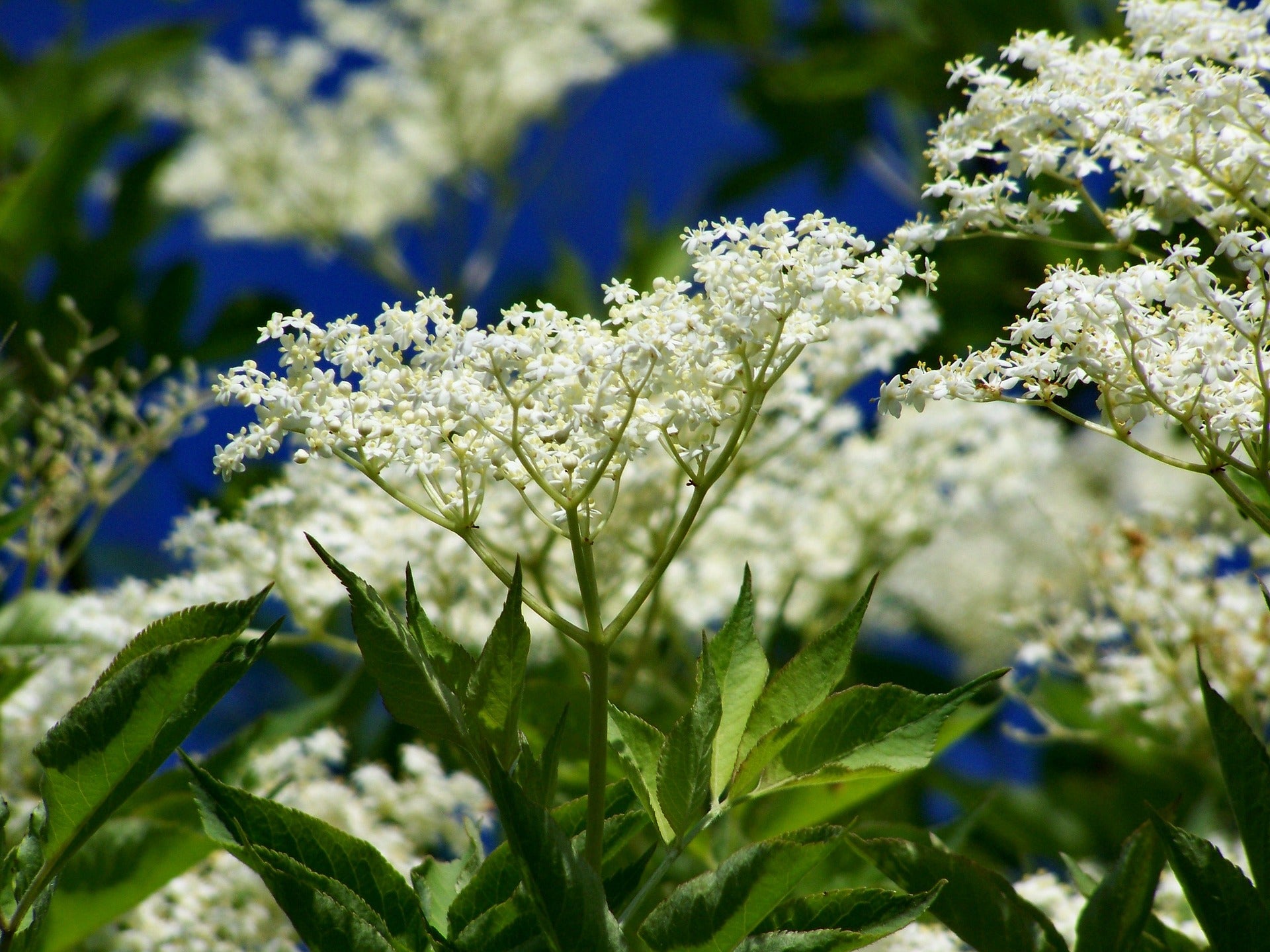 Elderflower’s most recognisable element is its sprawling white flowers