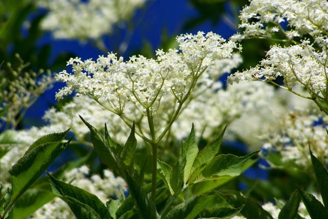 <p>Elderflower’s most recognisable element is its sprawling white flowers</p>
