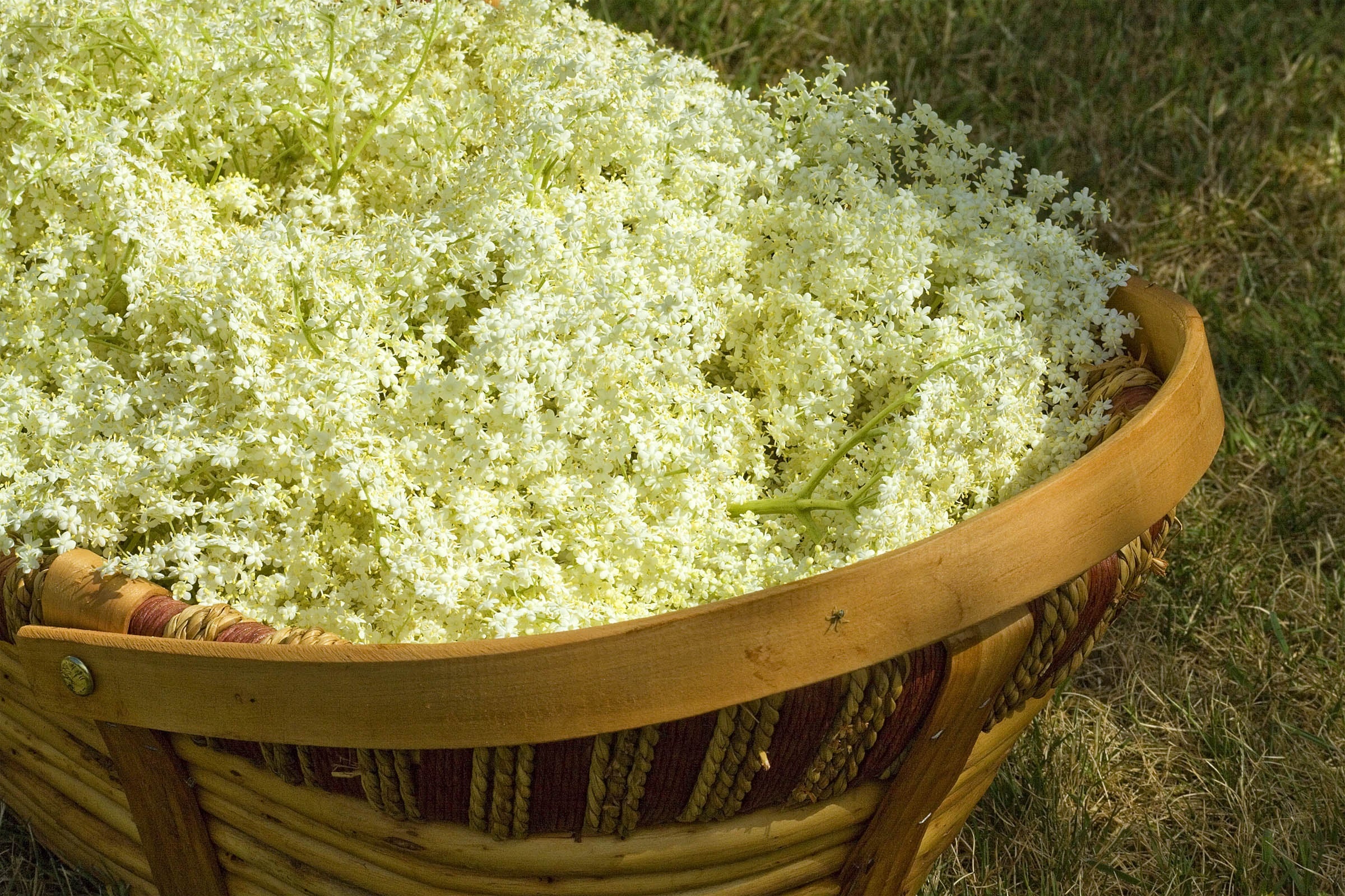 In the UK, Elder Trees are abundant, meaning it’s highly likely you’ll be able to forage some elderflower for yourself