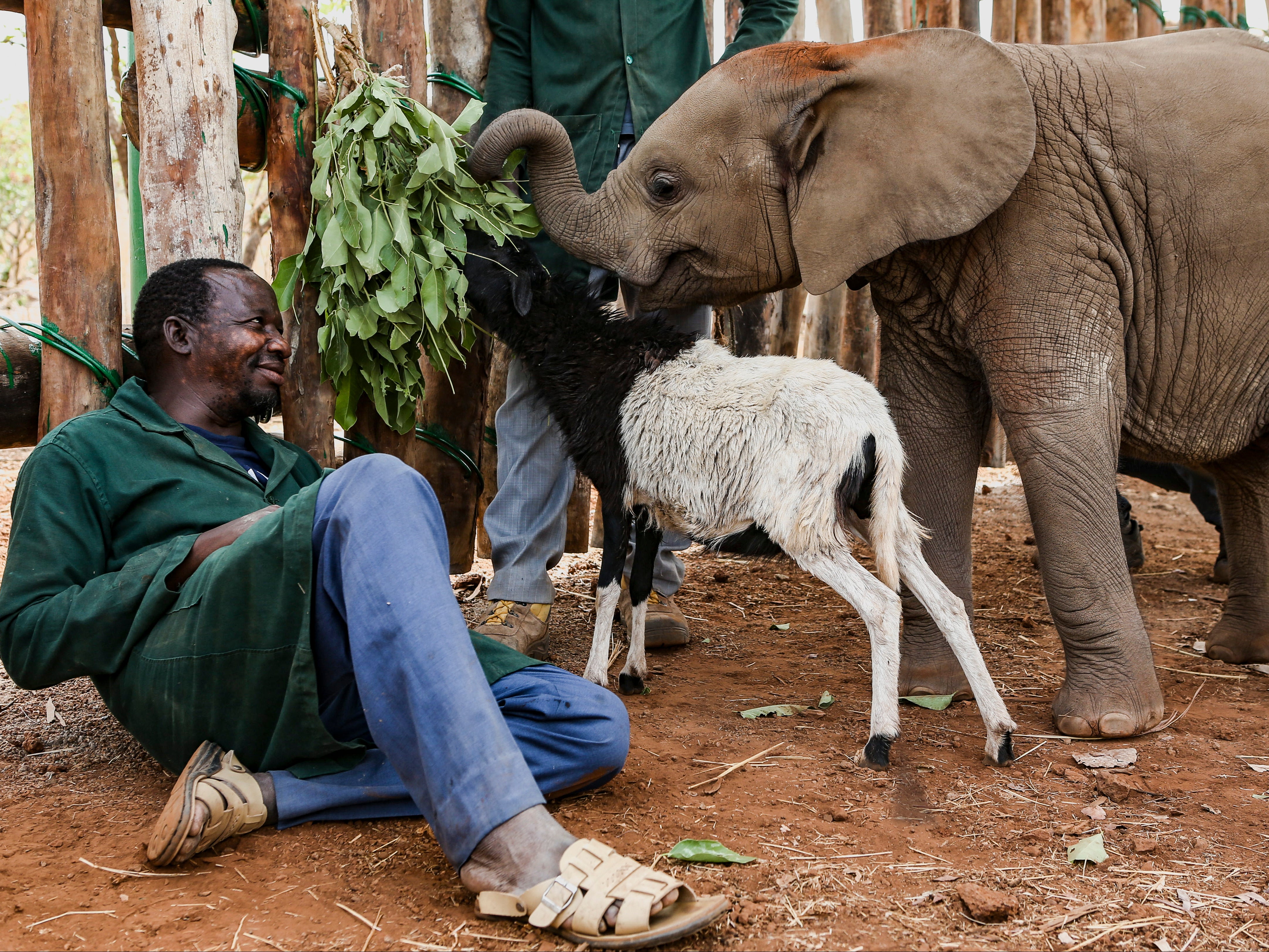 Rescuers care for both animals