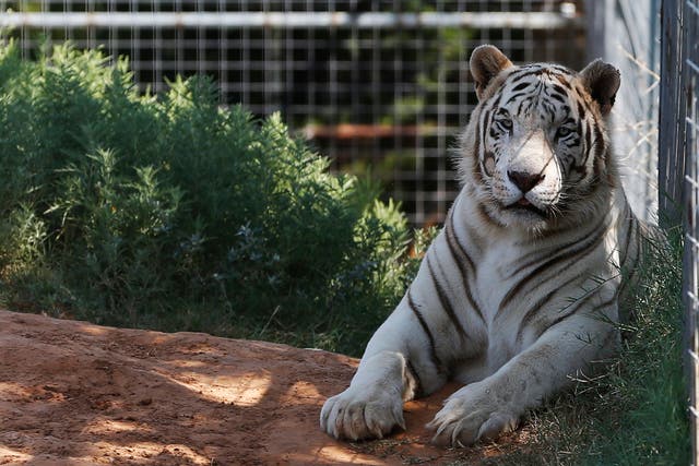 Tiger King Zoo