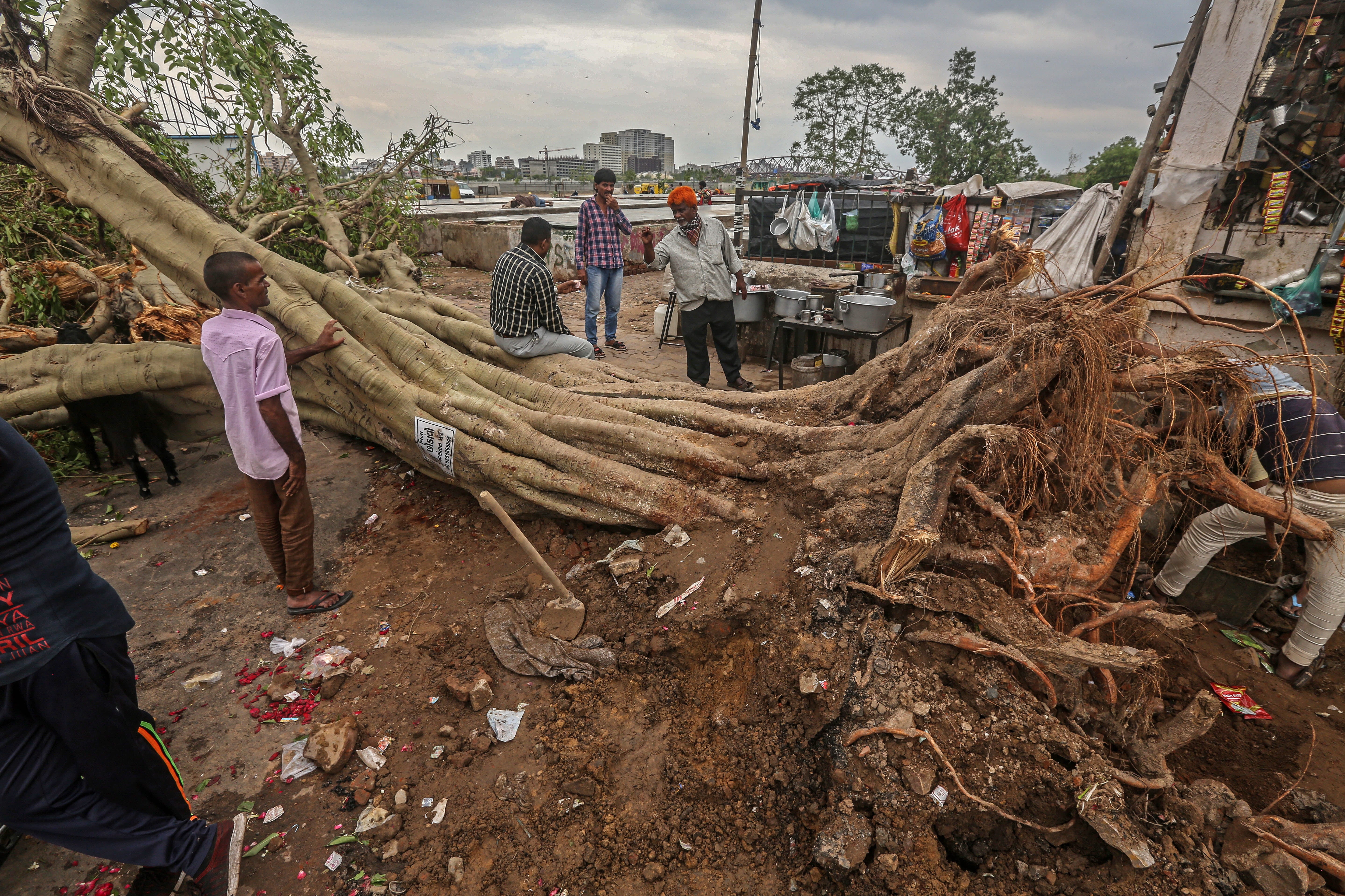 A tree uprooted by cyclone in Ahmedabad, Gujarat