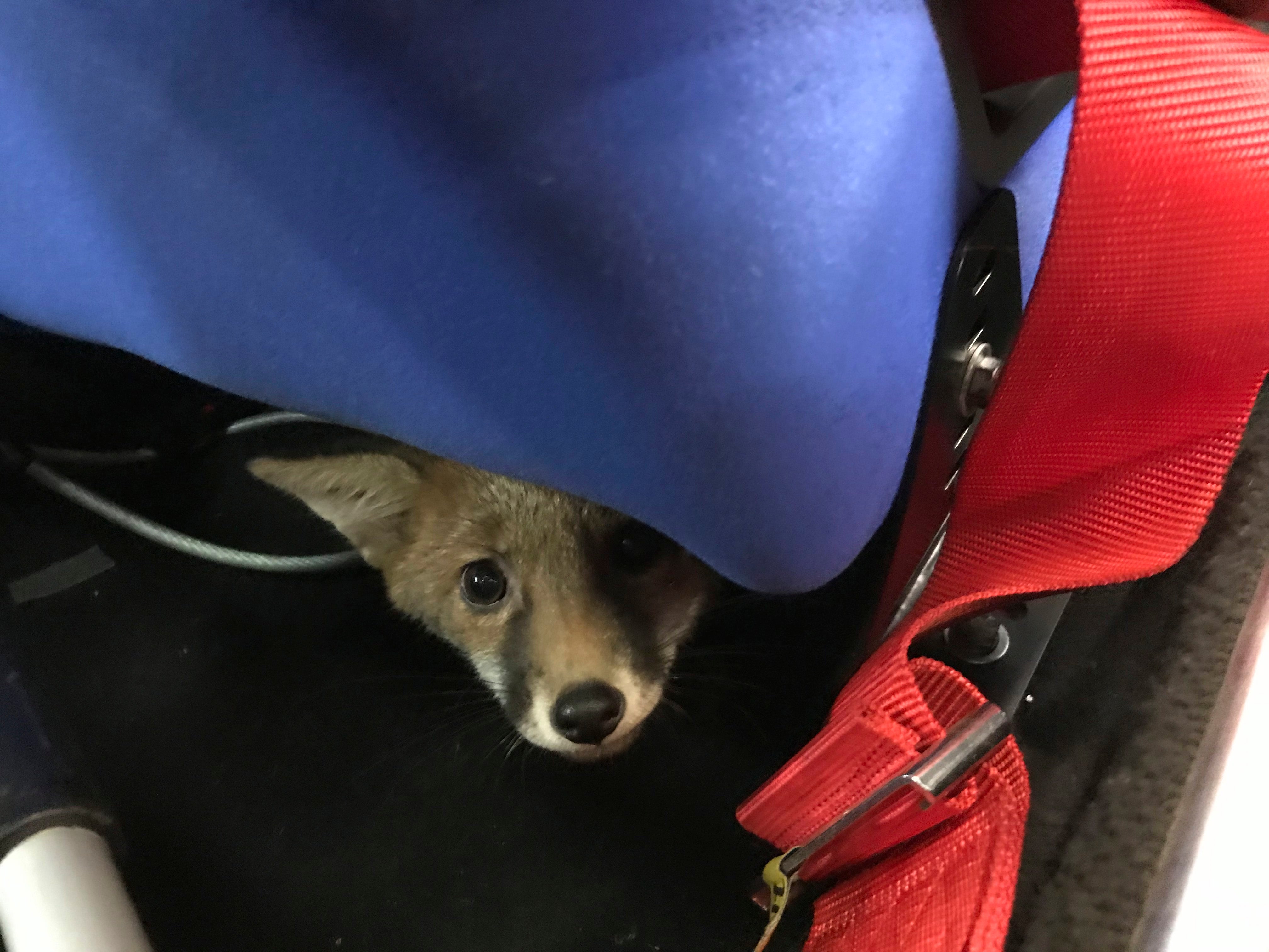 Fox driven for 15 miles after hiding under passenger seat of classic