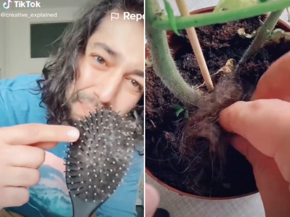 In the video, he shows himself removing a clump of hair from his hairbrush before burying the hair beneath the plant’s soil. He then goes on to expl