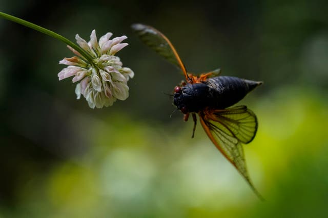APTOPIX Cicada Photo Gallery