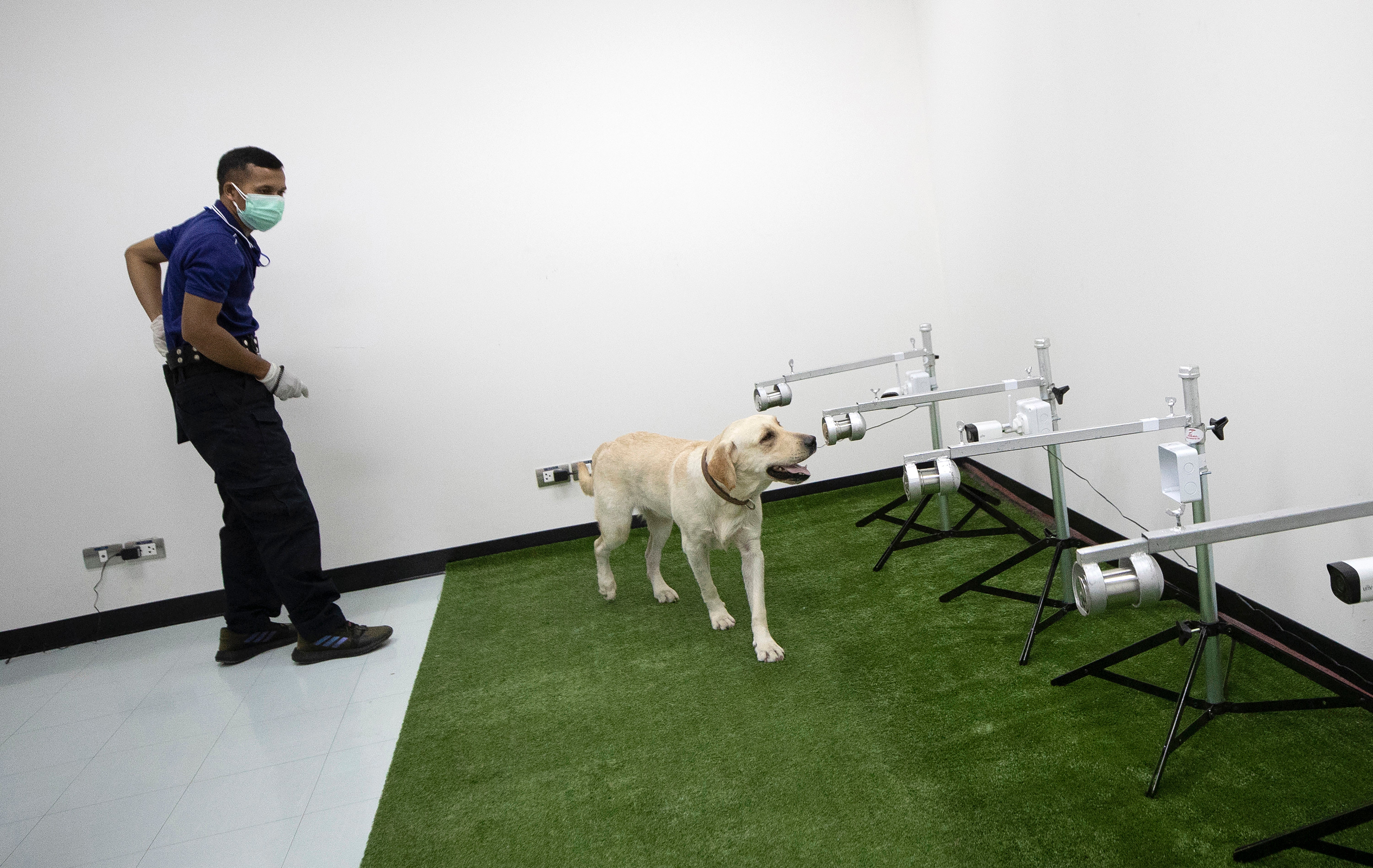 APTOPIX Virus Outbreak Thailand Canine Detectors