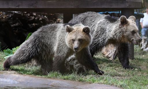 The bears used a fallen branch to get out of their enclosure