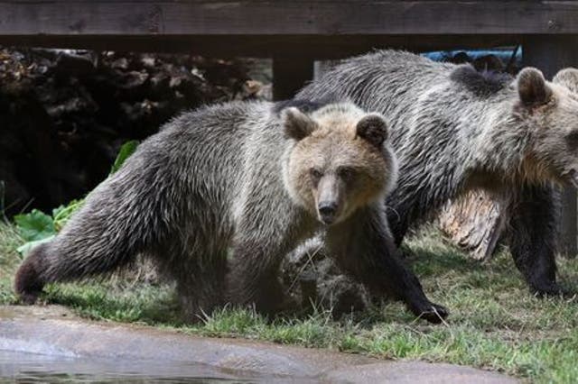 <p>The bears used a fallen branch to get out of their enclosure</p>