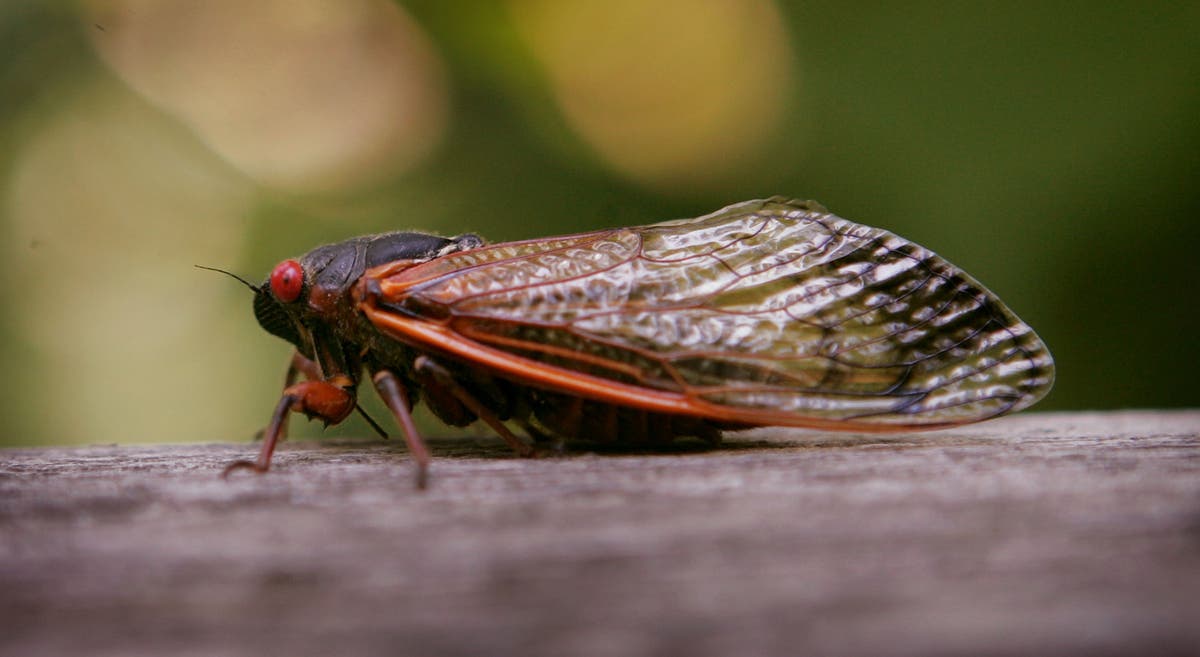 A psychedelic fungus is making cicadas sex crazy while simultaneously causing their genitals to fall off